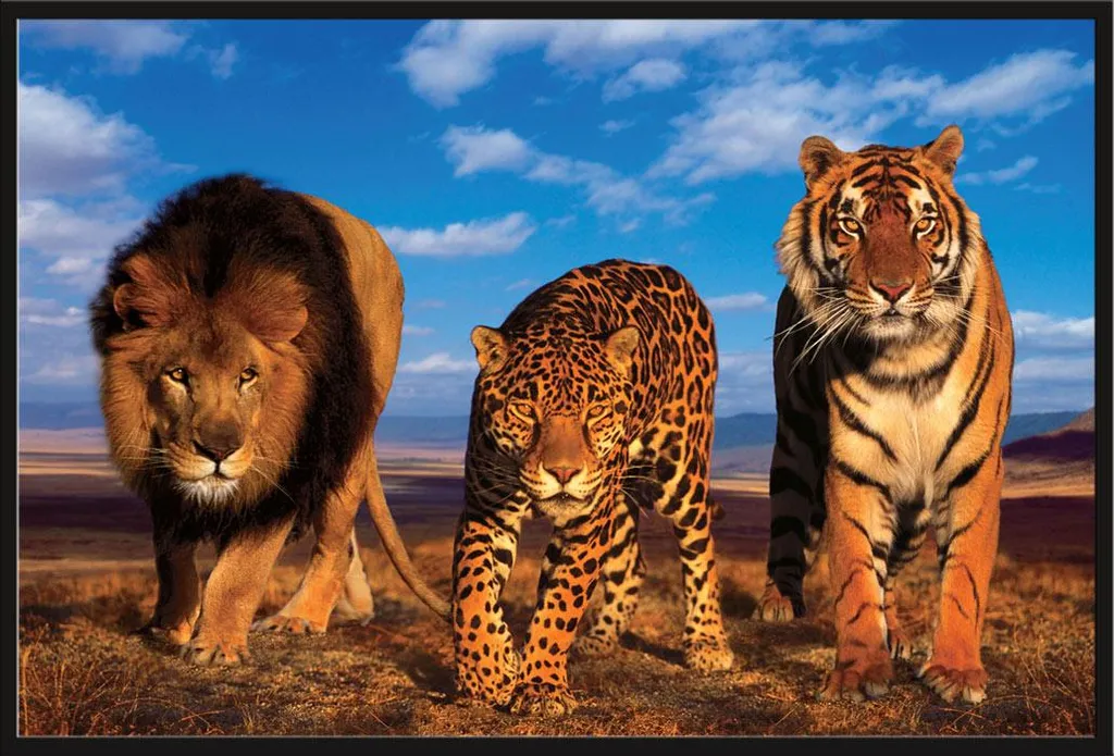 Affiche Félins Three Big Cats Shinsuke avec Cadre Noir Maxi en Plastique