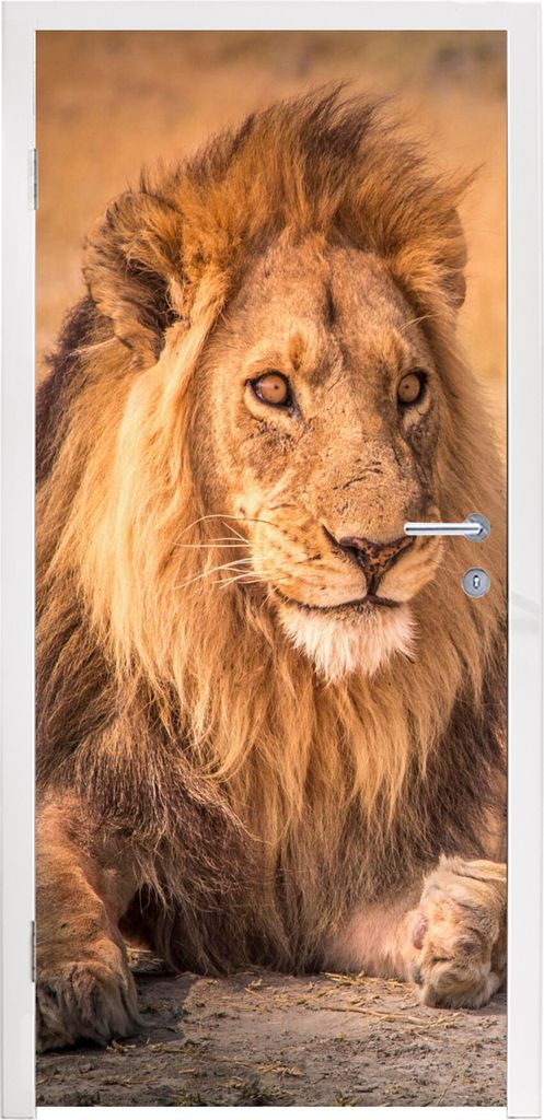 MuchoWow Türtapete Selbstklebende Türfolie Löwe - Nahaufnahme - Savanne 85x215 cm Türposter Türaufkleber Klebefolie Türklebefolie - Aufkleb...