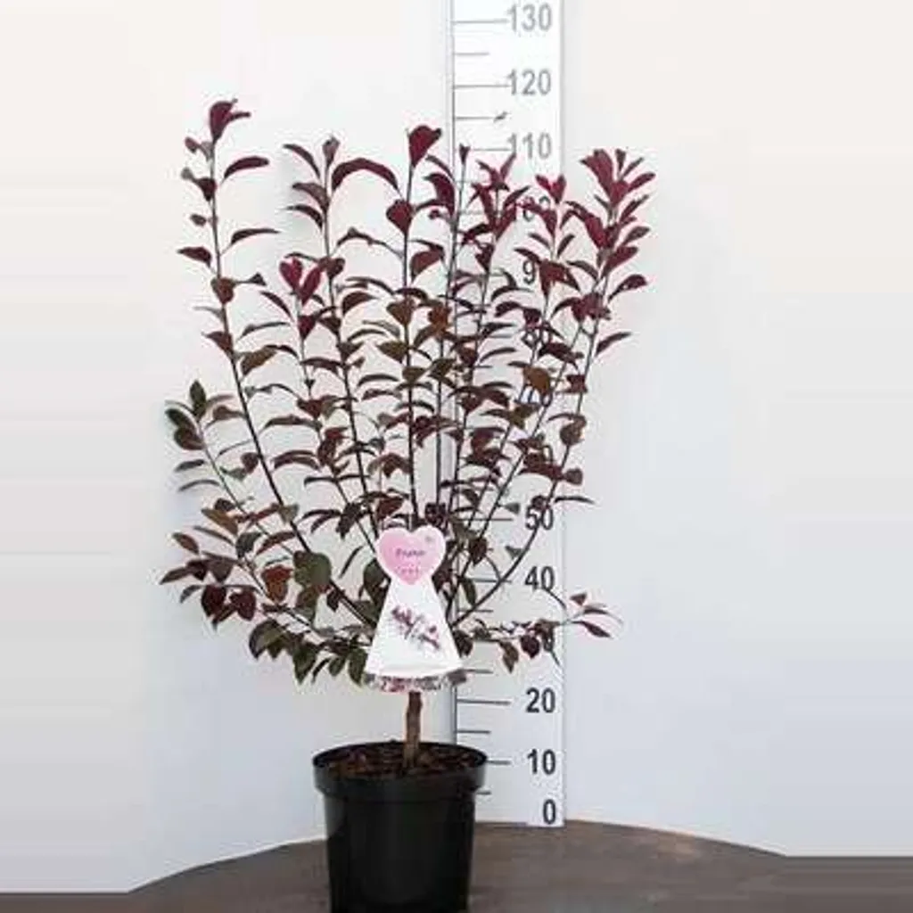 Prunus cistena - Prunier nain de 60-80 cm en conteneur pour jardin
