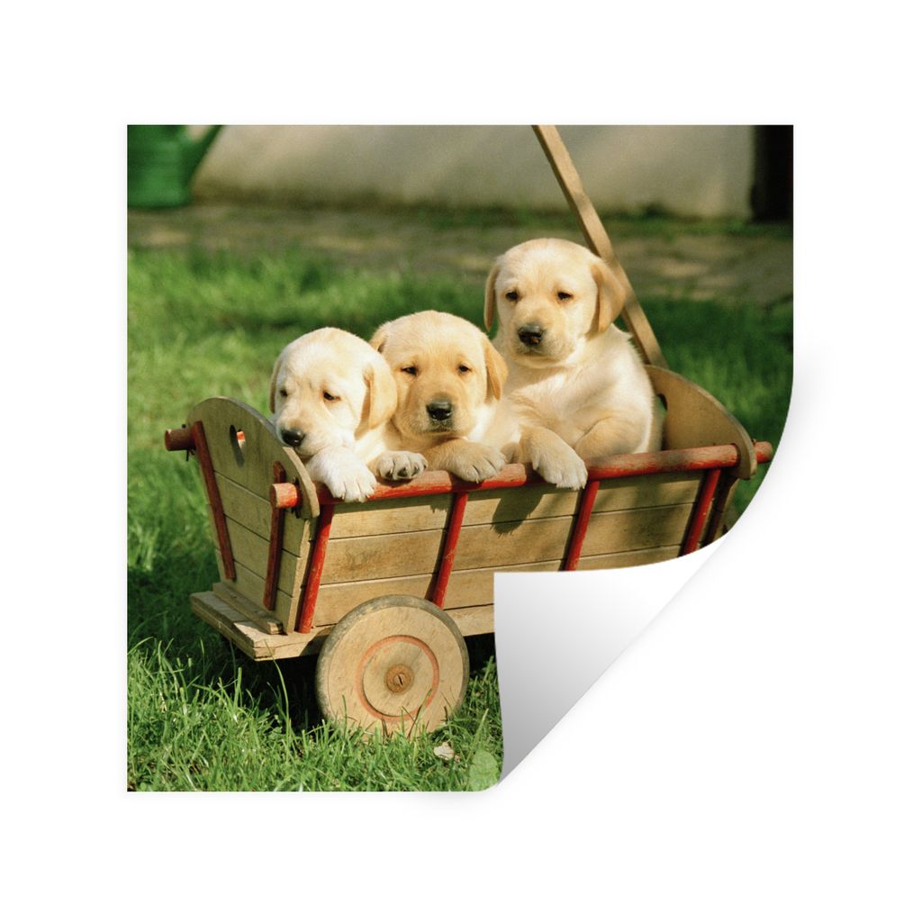 MuchoWow Wandtattoo Wandsticker Wandaufkleber Drei entzückende Golden Retriever Welpen in einem Wagen 80x80 cm Selbstklebend und Repositionierba...