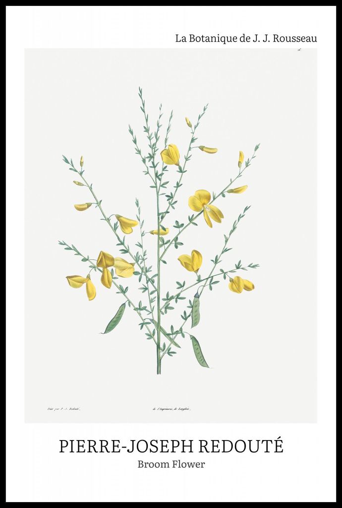 Plakat 61x91,5cm Design Broom Flower, Redoute Vintage für das Wohnzimmer