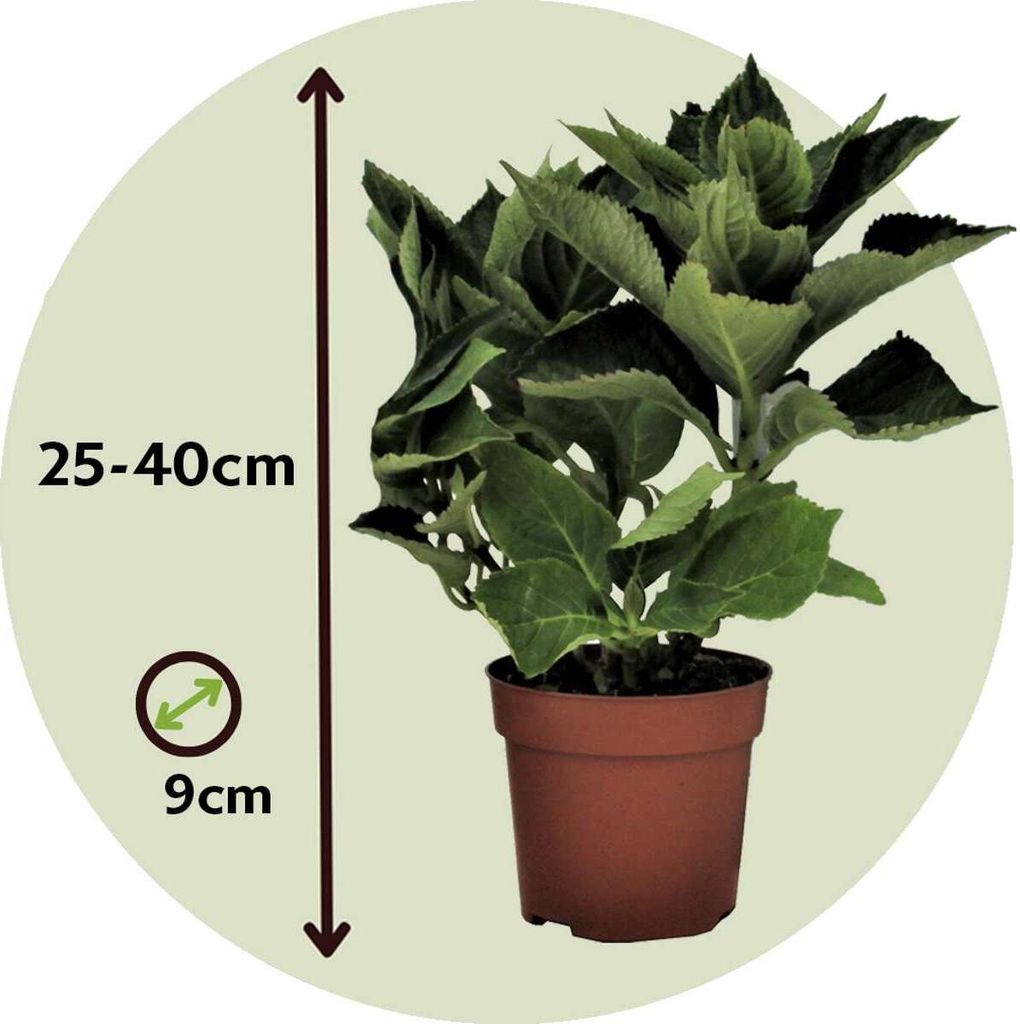 Hortensie - 6 Stk - Hydrangea macrophylla - Höhe 25-40cm - Produktbild 2