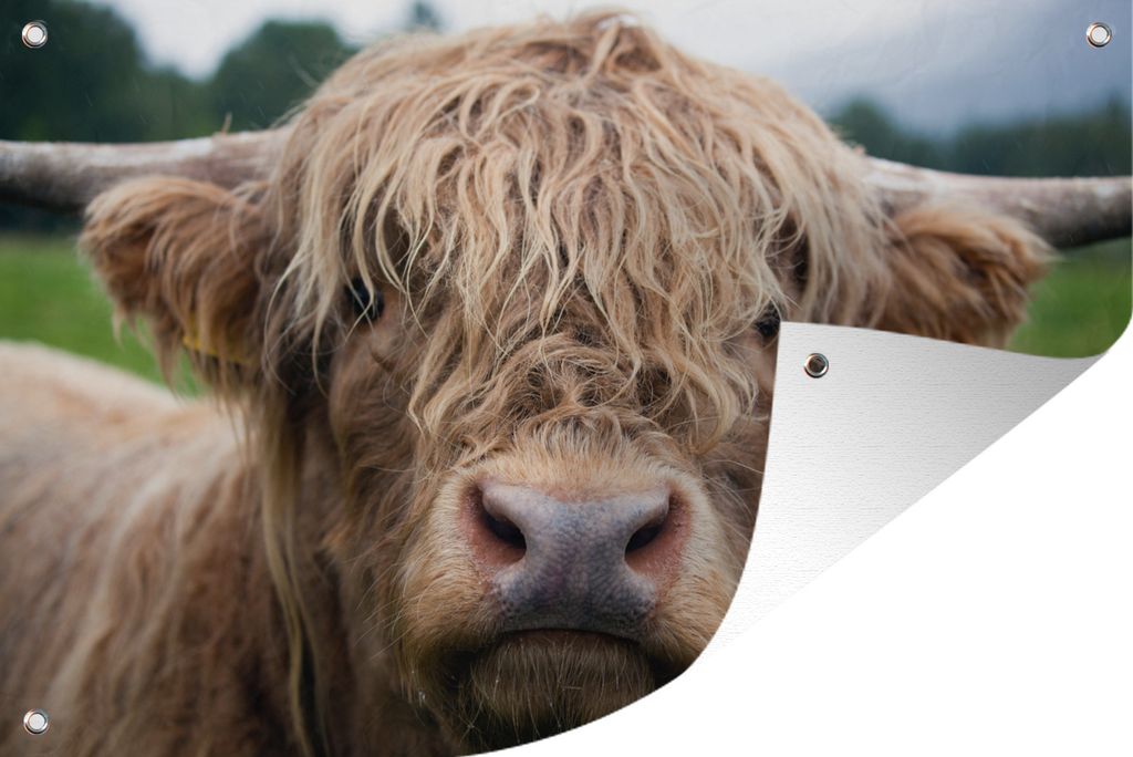 MuchoWow 60x40 cm Outdoor-Poster Gartendeko Sichtschutz Garten Poster für den Garten Schottische Highlander-Kuh - Landschaft - Nahaufnahme