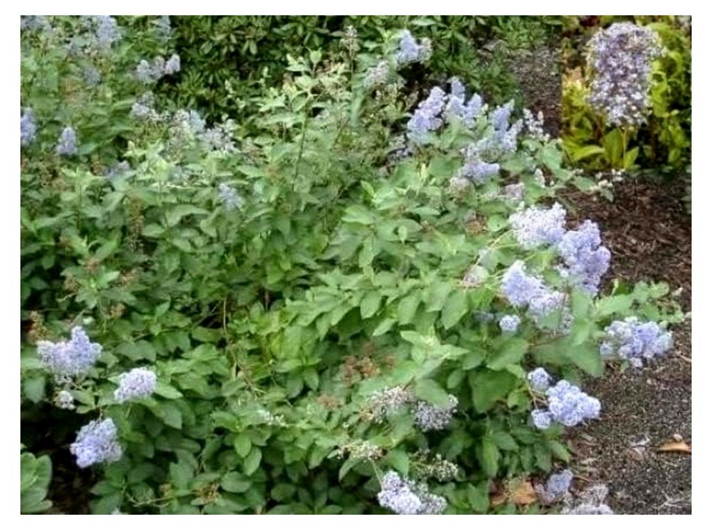 Ceanothus delilianus Glorie de Versailles - Säckelblume - duftend - 30-40 cm