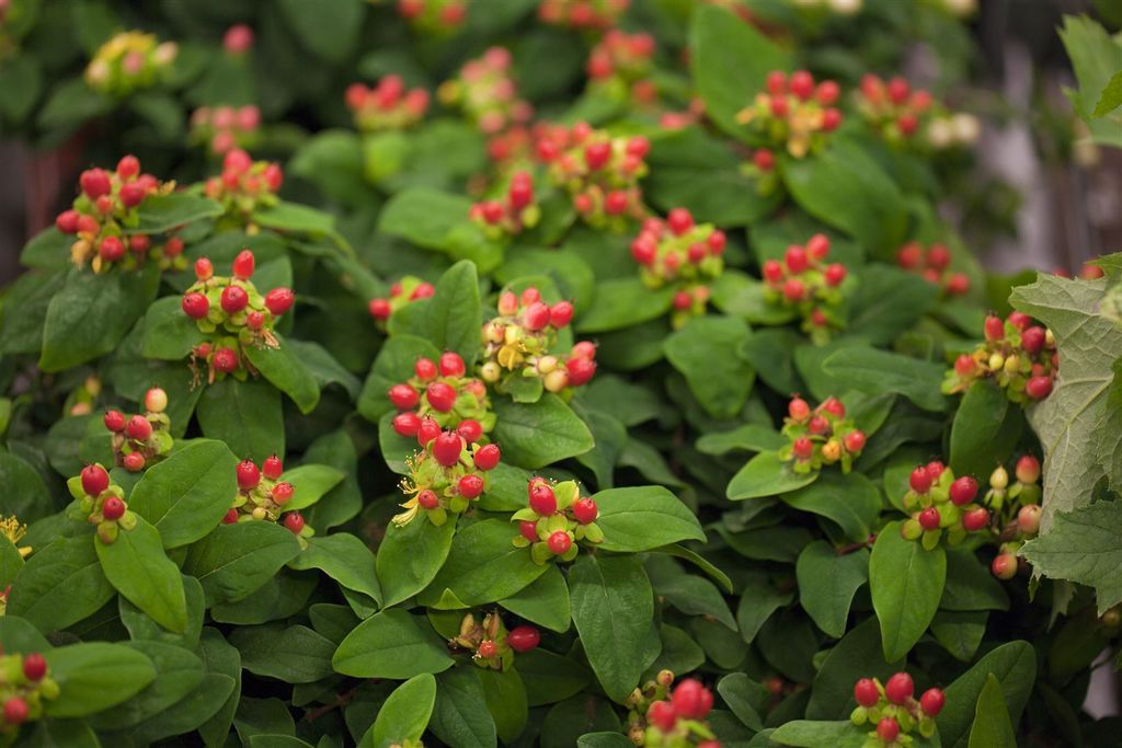 Hypericum androsaemum, Johanniskraut, gelbe Blüten, ca. 9x9 cm Topf