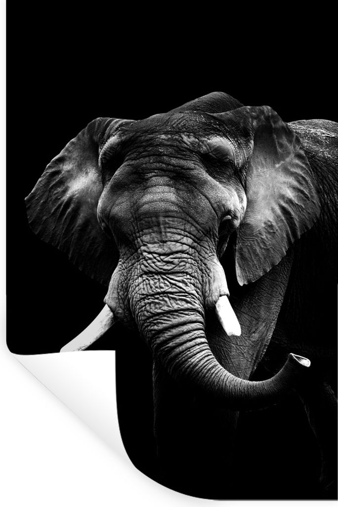 MuchoWow Wandtattoo Wandsticker Wandaufkleber Elefant vor schwarzem Hintergrund - schwarz und weiß 80x120 cm Selbstklebend und Repositionierbar ...