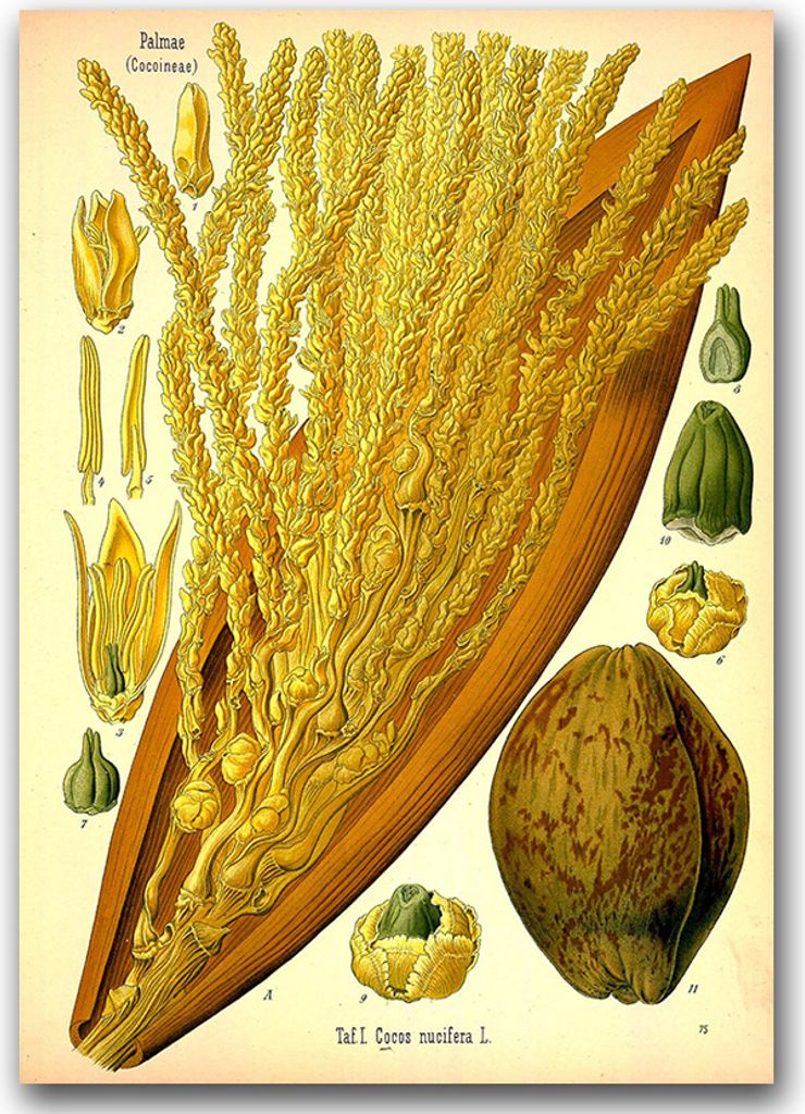 Poster - Canvas - Leinwand - 59,4 cm x 84,1 cm - Fotoposter - Leinwandkunst - Botanischer Druck Palmae Cocoineae