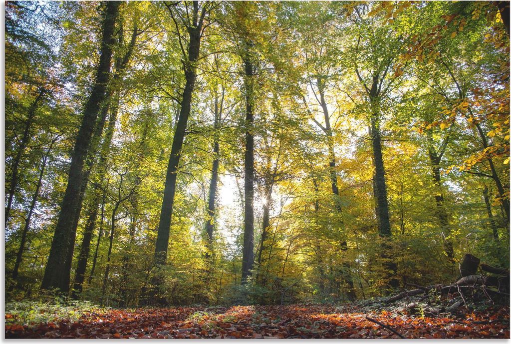 ARTland Wandbild Alu für Innen & Outdoor Laubwald zum Herbst Größe: 90x60 cm