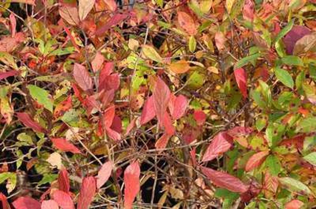 Nyssa sylvatica - Schwarzbeere 40- 60 cm - Container