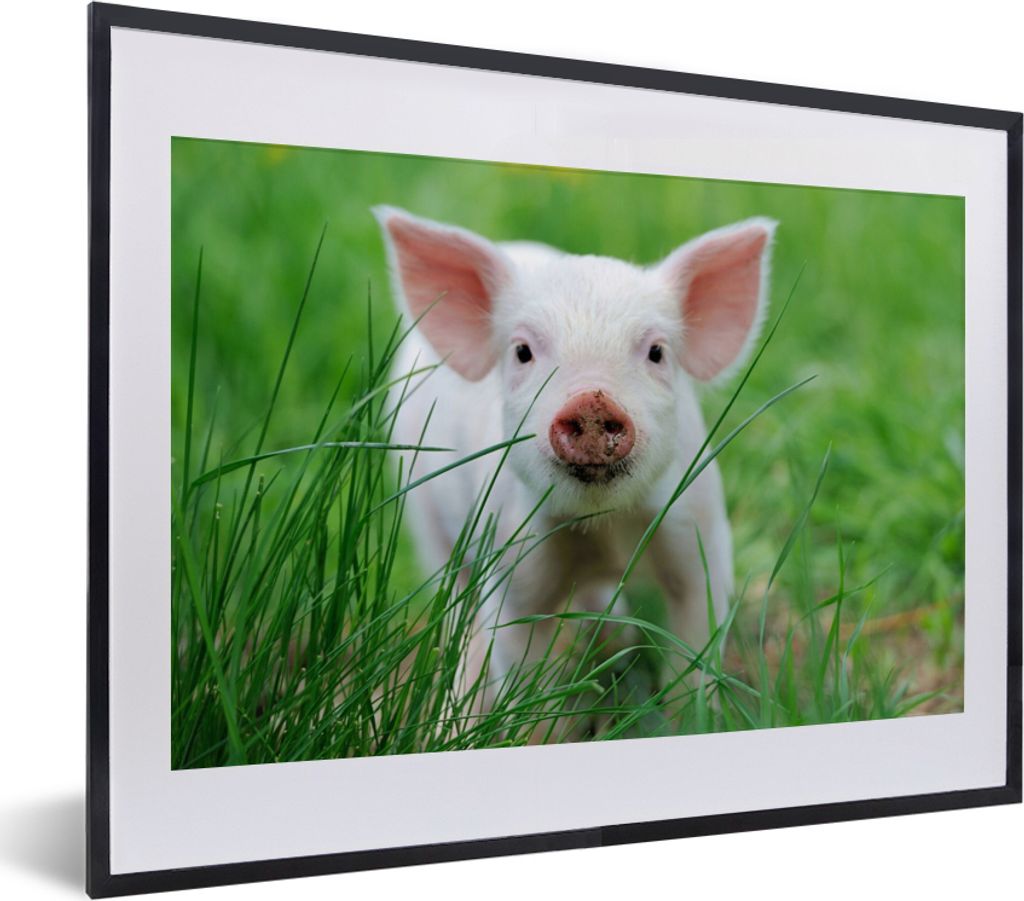 MuchoWow Gerahmtes Poster Schwein - Tiere - Groß 40x30 cm - Poster mit Schwarzem Bilderrahmen Wandposter Rahmen Foto Bilder - Bilderrahmen - Pos...