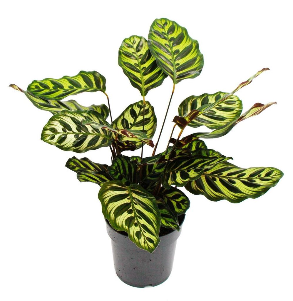 Schattenpflanze mit besonderem Blattmuster Calathea makoyana Korbmarante 14cm Topf ca. 35-40cm hoch