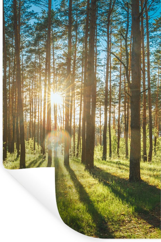 MuchoWow Wandtattoo Wandsticker Wandaufkleber Sonne - Bäume - Landschaft - Gras 80x120 cm Selbstklebend und Repositionierbar - Repositionierbar ...