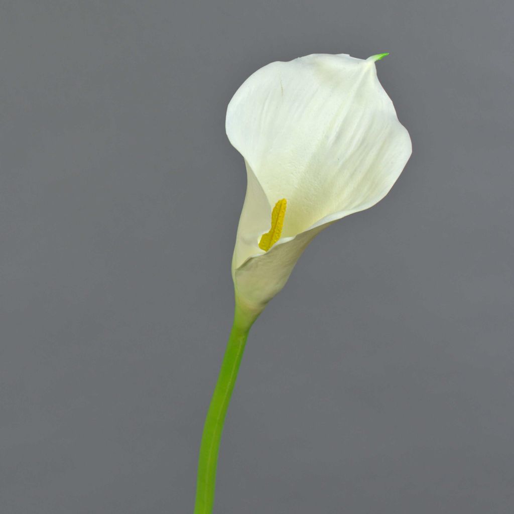 artplants.de Künstliche XL Calla, Creme - weiß, real - Touch, 70cm, 10x18cm - Kunst Calla - Kunstblume - Kunststoffblume