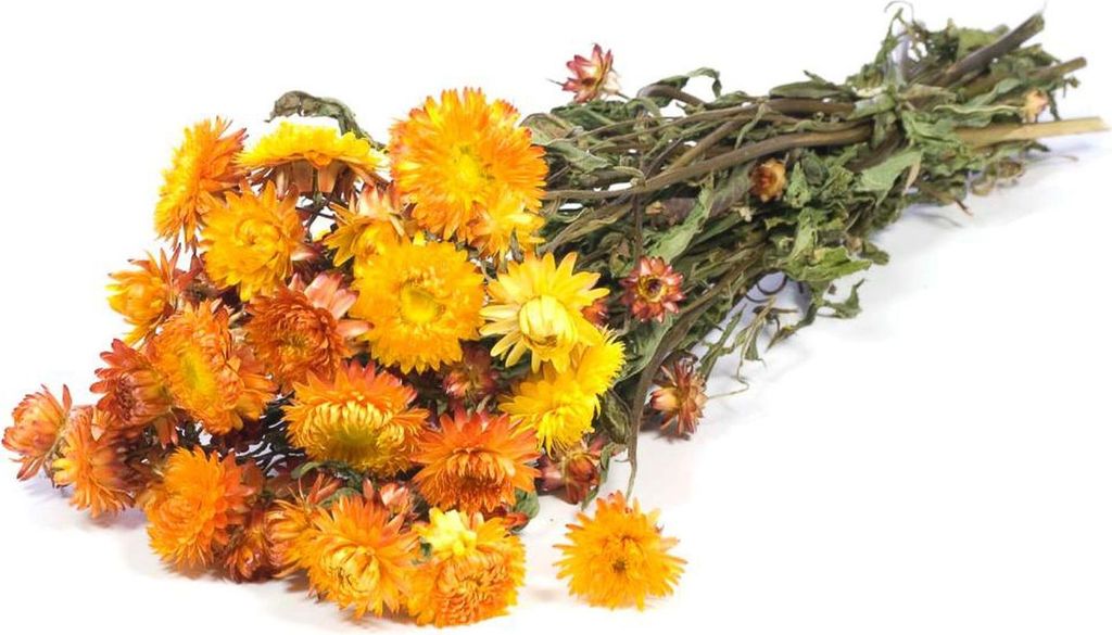 INNA-Glas Strohblumen Trockenstrauß ALMINKA, getrocknet, orange-gelb, 50-60cm, Ø15cm - Getrockneter Strauß