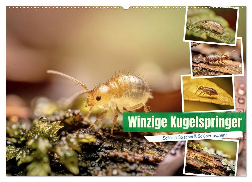 Winzige Kugelspringer (Wandkalender 2027 DIN A2 quer), CALVENDO Monatskalender