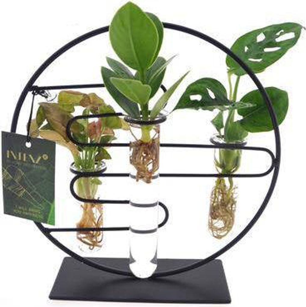 Zimmerpflanzen im Glas Ø12cm 25cm – Pflanzenmix Glas Deko pflegeleicht