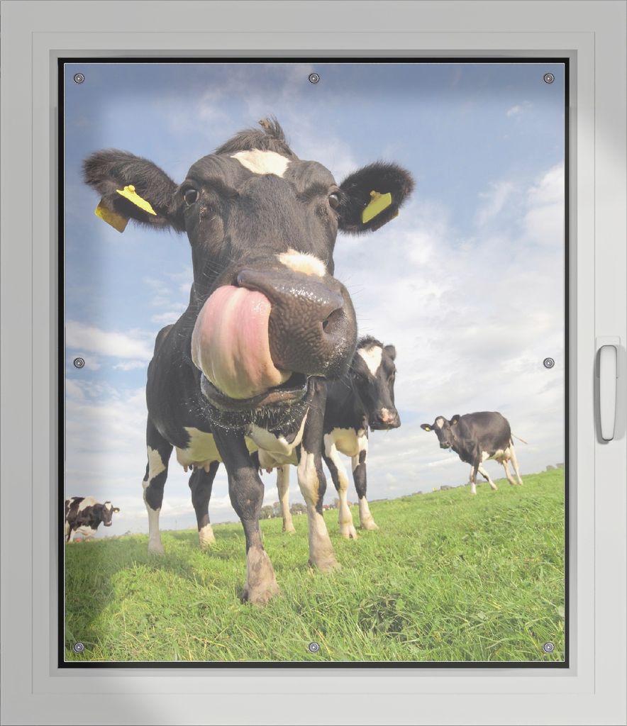 Wallario Lichtschutzbild, Dekorativer Sichtschutz Sonnenschutz 96 x 115 cm mit Motiv: Lustige Kuh auf der Weide mit herausgestreckter Zunge - Verdu...