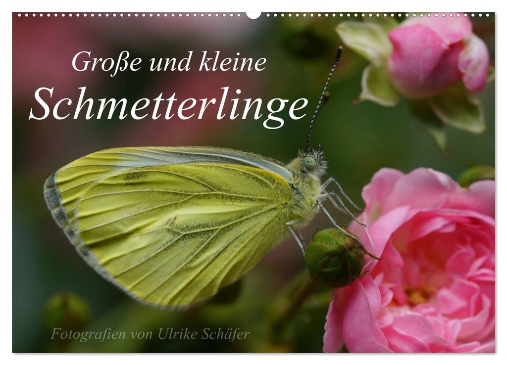 Große und kleine Schmetterlinge (Wandkalender 2027 DIN A2 quer), CALVENDO Monatskalender