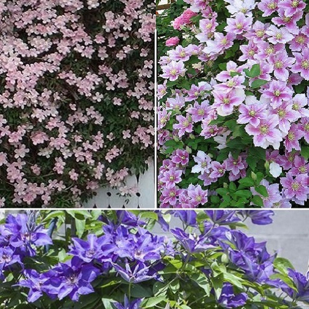 3 x Clematis Kletterplanzen Mix (3 Pflanzen): 3 kaufen/2 bezahlen - Blumen: Blau (The President), Rosa/Weiβ (Piilu) &Rosa (Montana Rubens) |Winter...