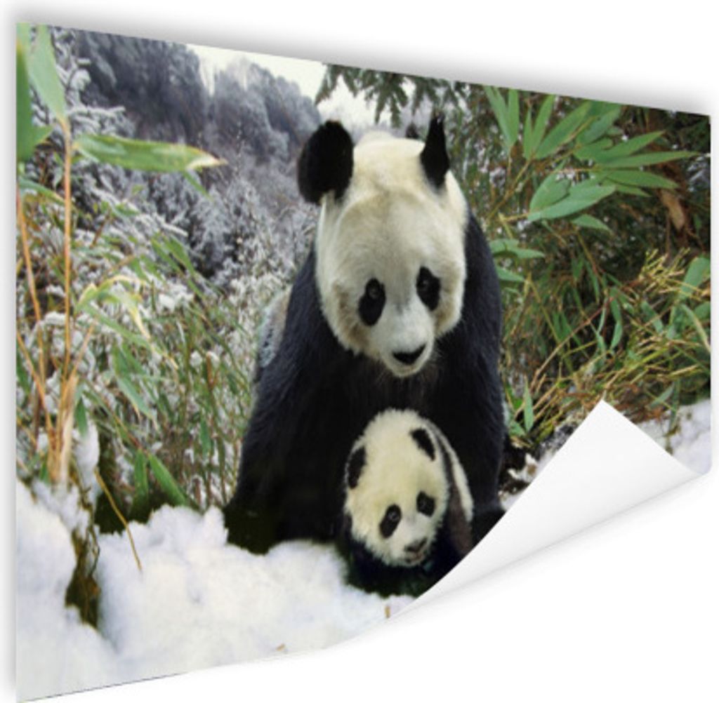 MuchoWow Poster Panda - Jungtier - Schnee 180x120 cm - Fotoplakat
