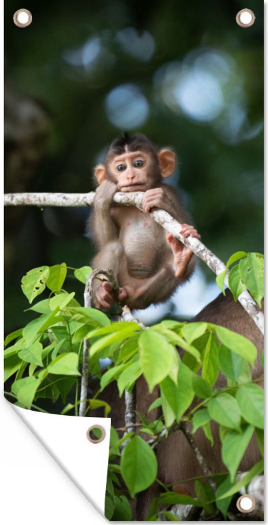 MuchoWow 40x80 cm Outdoor-Poster Gartendeko Sichtschutz Garten Poster für den Garten Baby - Affe - Äste