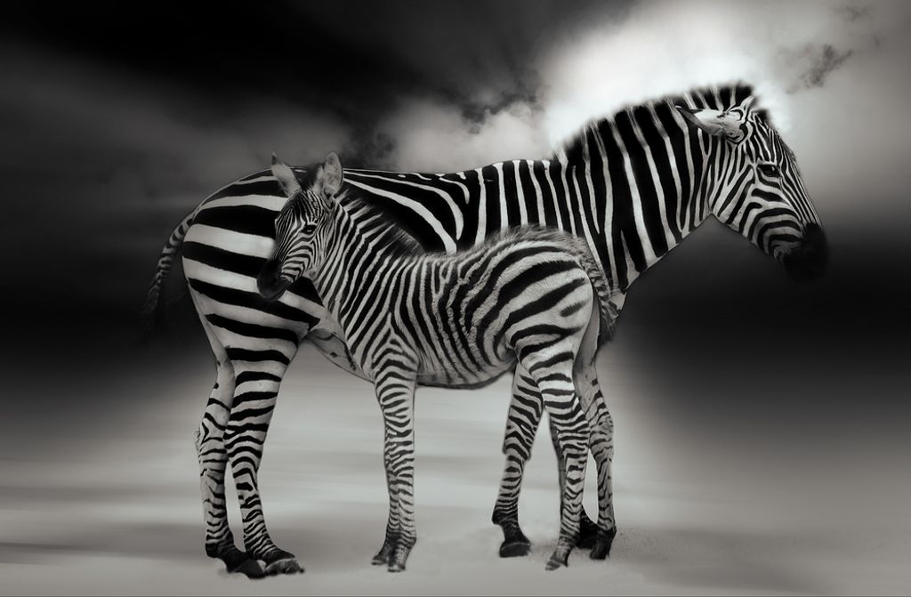 hansepuzzle 79604 - Zebras Puzzle, 500 Teile, Tierwelt, 46,0 x 30,0cm mit hochwertiger Aufbewahrung, Kartonbox und wiederverschließbarem Beutel