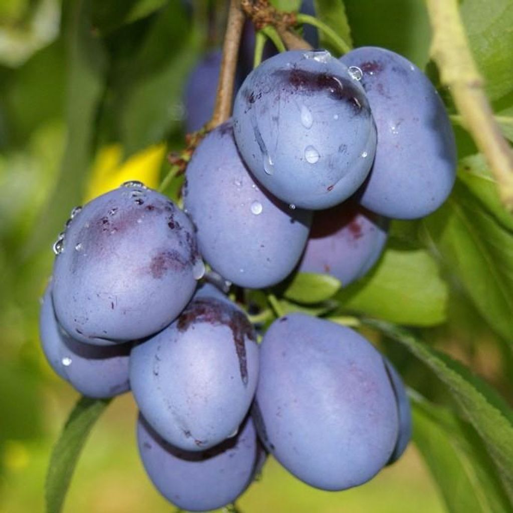 A close-up of a cluster of ripe plums on a branch, with water droplets on their skin.