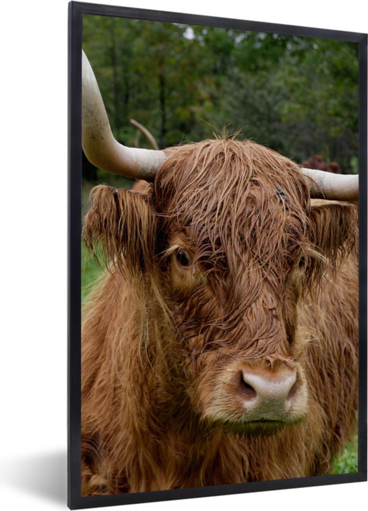 MuchoWow Gerahmtes Poster Schottische Highlander - Tiere - Gras 20x30 cm - Poster mit Schwarzem Bilderrahmen Wandposter Rahmen Foto Bilder - Druc...