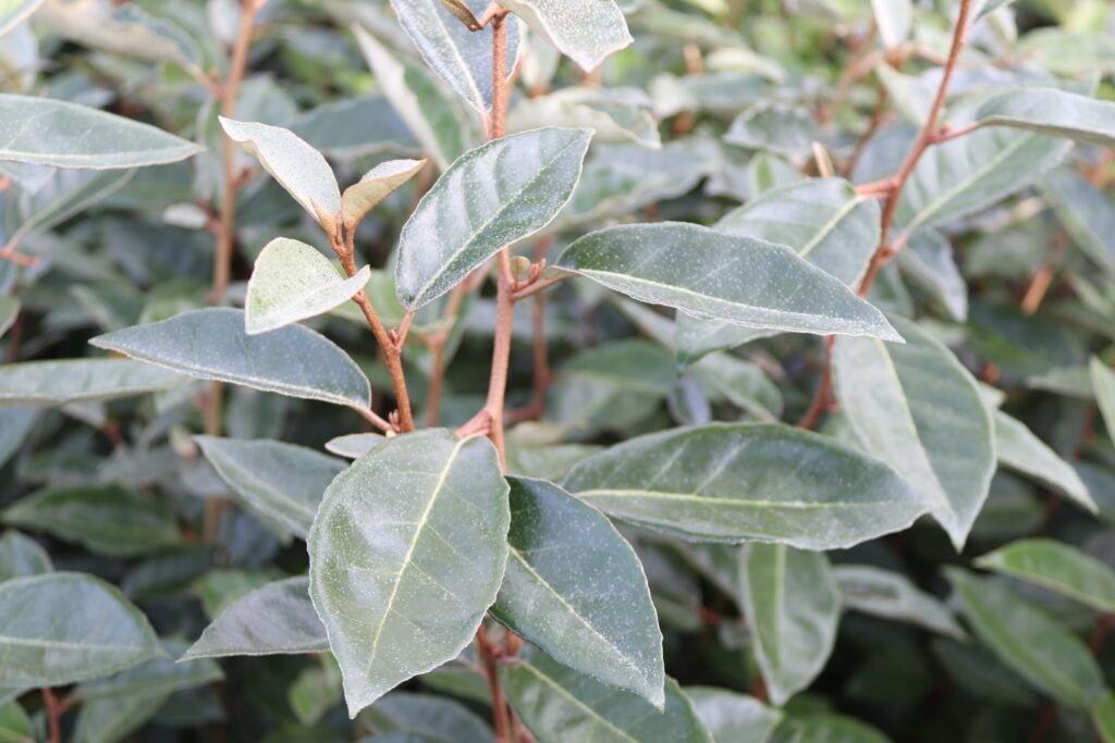 Stauden Gänge 10 x Elaeagnus ebbingei - Wintergrüne Ölweide Produktbild 