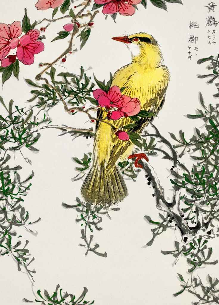 Plakat 39,5x55cm Chinesischer Busch-Warblers, Kashu Vintage für das Wohnzimmer
