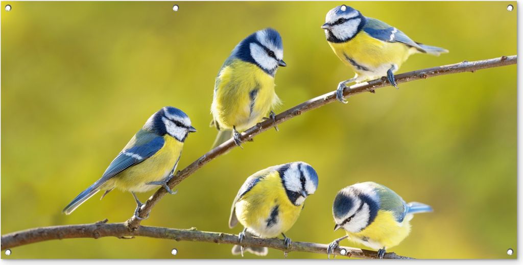 MuchoWow 160x80 cm Outdoor-Poster Gartendeko Sichtschutz Garten Poster für den Garten Vogel - Blaumeise - Äste - Sonne