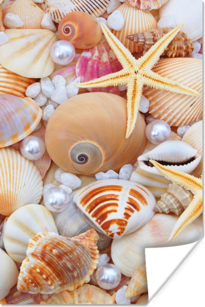 MuchoWow Poster Muscheln - Perlen - Seesterne - Strand 20x30 cm - Papierdruck
