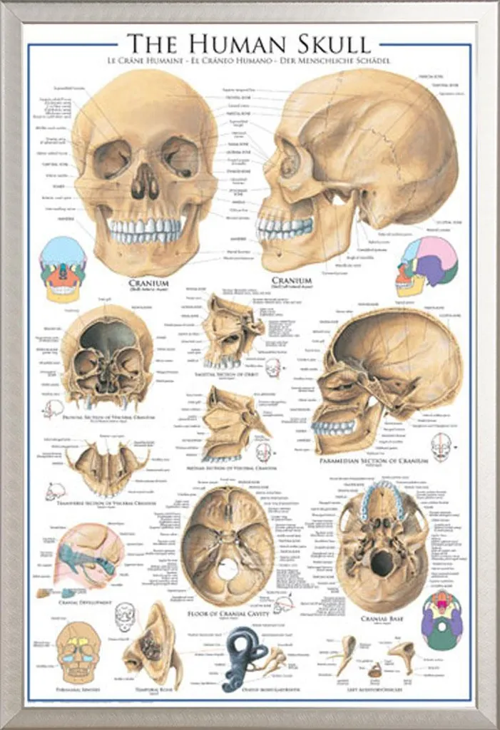 Apprendre l'Anatomie : Poster Crâne Humain avec Cadre Alu Argenté Robuste