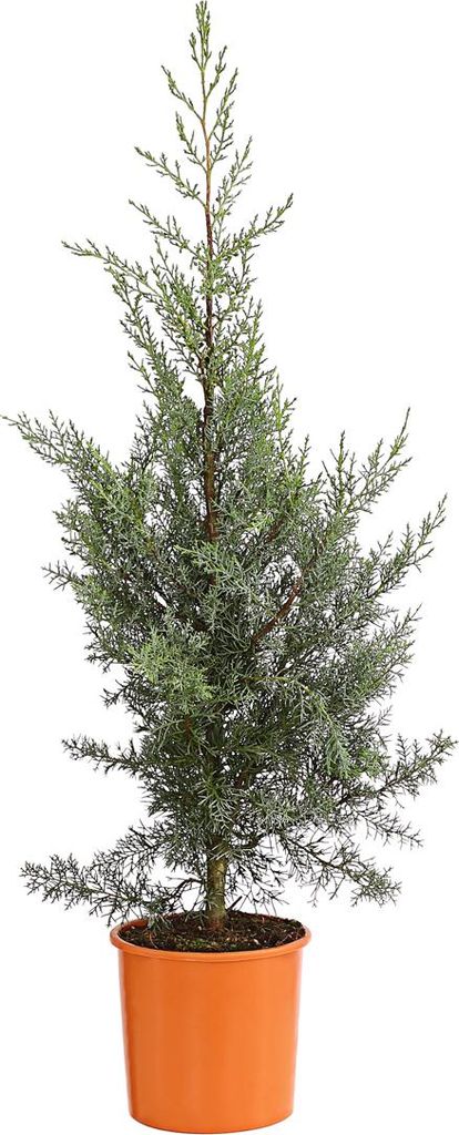 Dehner Arizona-Säulen-Zypresse Glauca, Cupressus arizonica, immergrüne Konifere, 100-120 cm exkl. Pflanztopf, 10 l Topf, Nadelgehölz