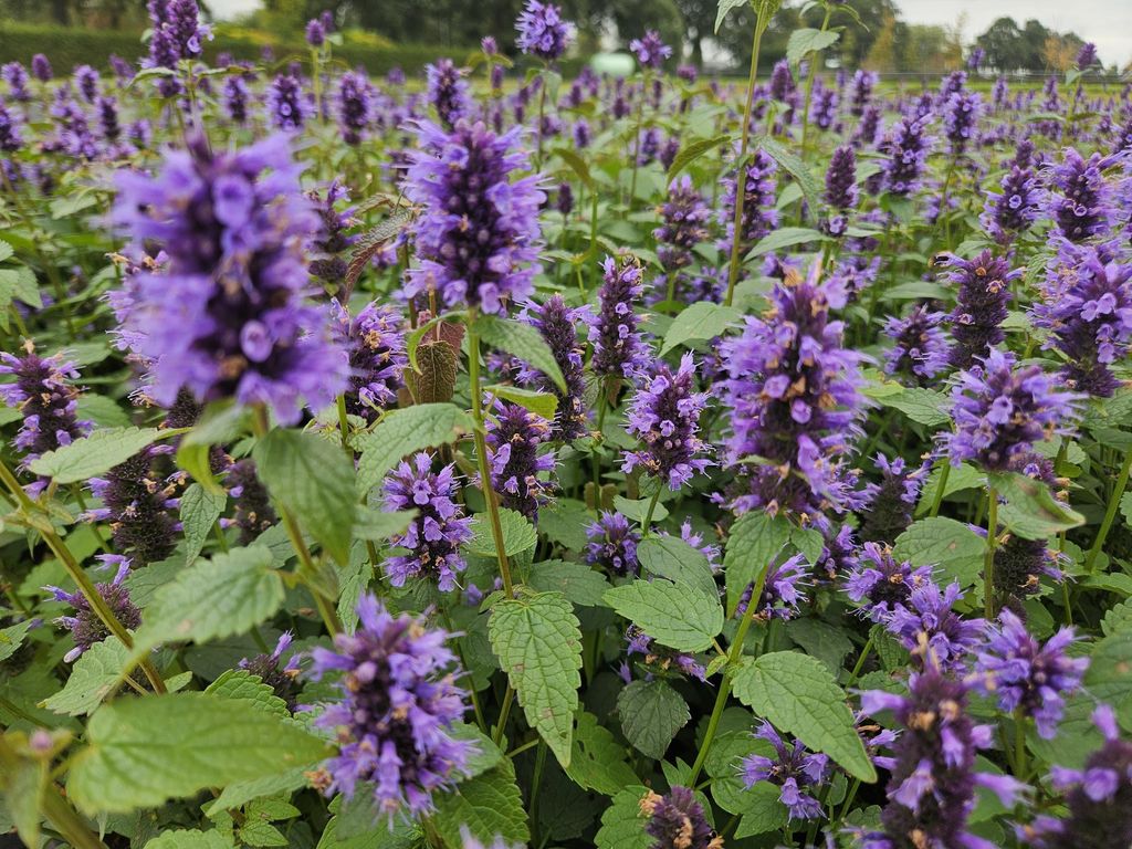 Agastache 'Blue Fortune' – lavendelblaue Blüten – 24 Pflanzen – bienenfreundlich – pflegeleicht – Duftstaude – Ø9cm – 10–25cm
