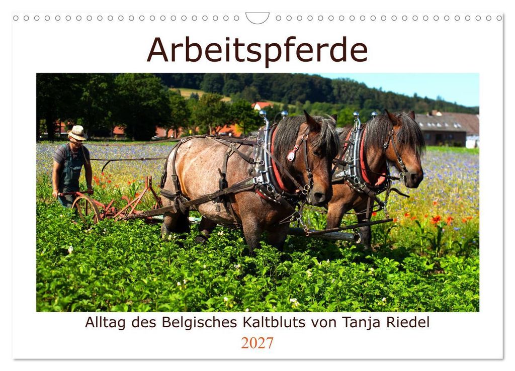 Arbeitspferde - Alltag des belgischen Kaltbluts (Wandkalender 2027 DIN A3 quer), CALVENDO Monatskalender