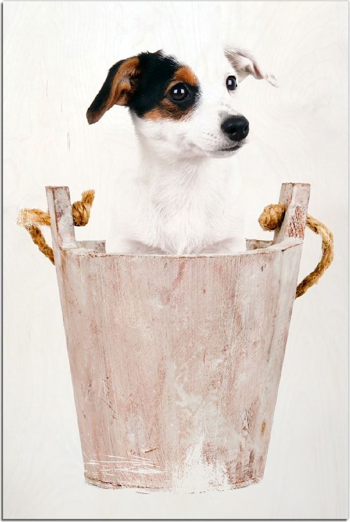 Kunstdrucke Wandbilder Holz in : Brillante Farben, Größe 60 x 90 cm Motiv Hunde-Welpe Jack Russel Terrier in einem Holzeimer