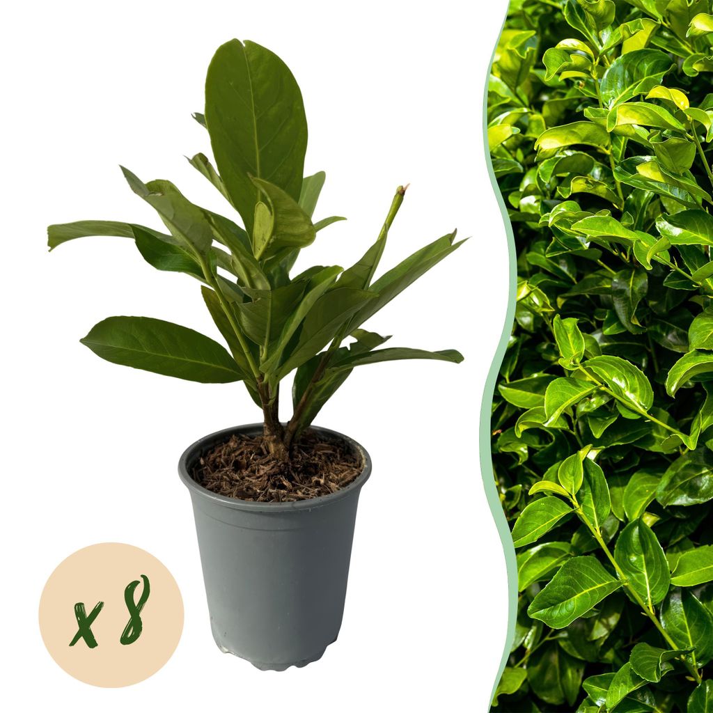 GreenboutiQ - Heckenpflanzen - Prunus laurocerasus Rotundifolia - Blatt grün - 8 Pflanzen - 1 laufender Meter - immergrün - Topf 9cm Höhe 30-35cm