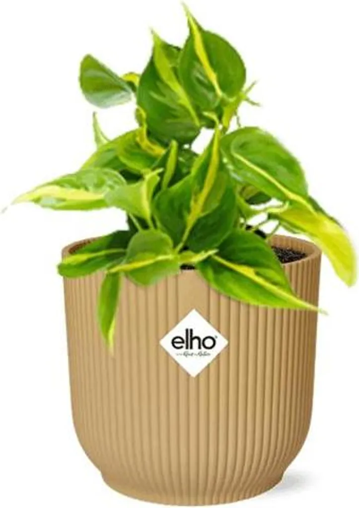 Philodendron Brasil Ø14 cm : plante d'intérieur robuste et facile à cultiver