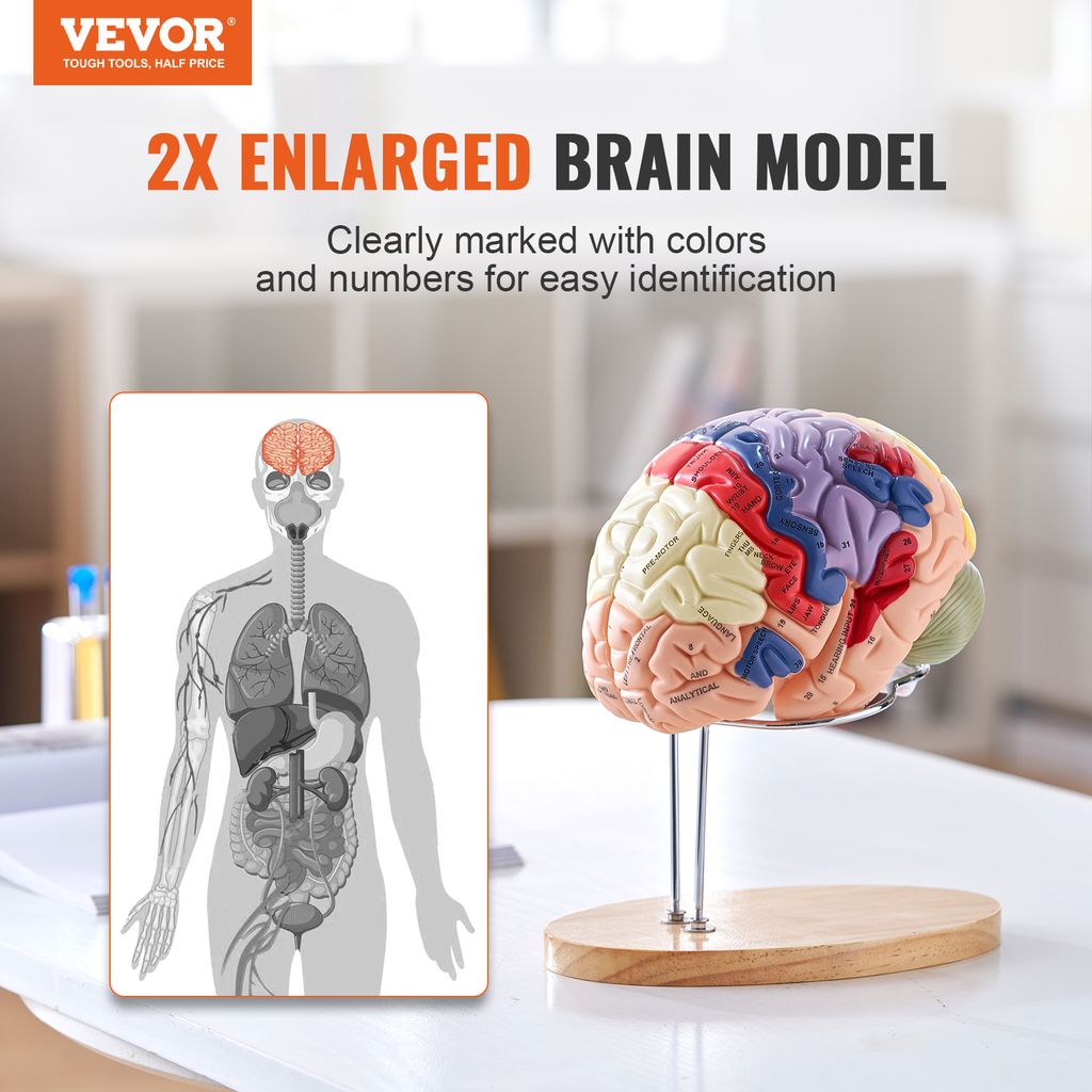VEVOR Menschliches Gehirn Modell Anatomie, 2X Lebensgroßes Produktbild 2