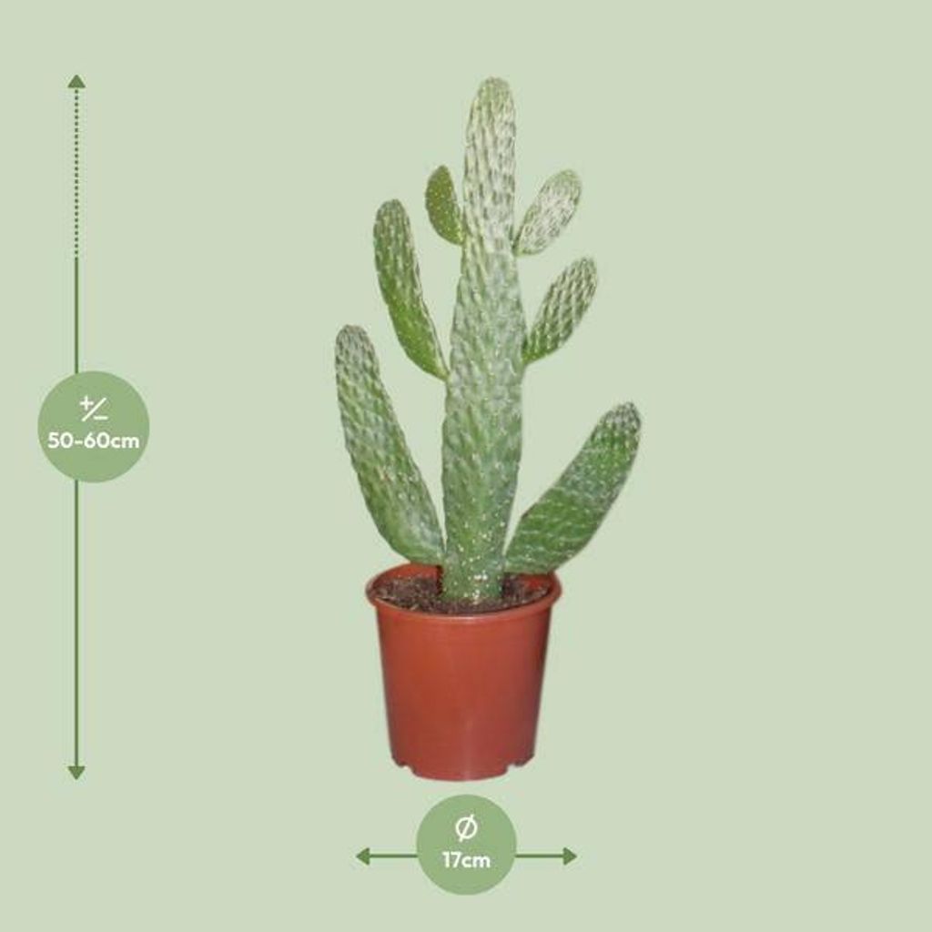 Opuncja figowa (Opuntia Consolea) - roslina doniczkowa, Zdjęcie produktu 