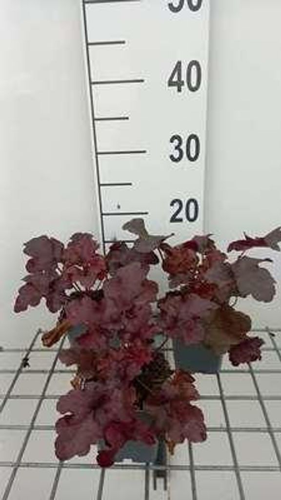 6 x Heuchera hybr. 'Red Sea' - Purpurglöckchen - Topf 9 x 9 cm
