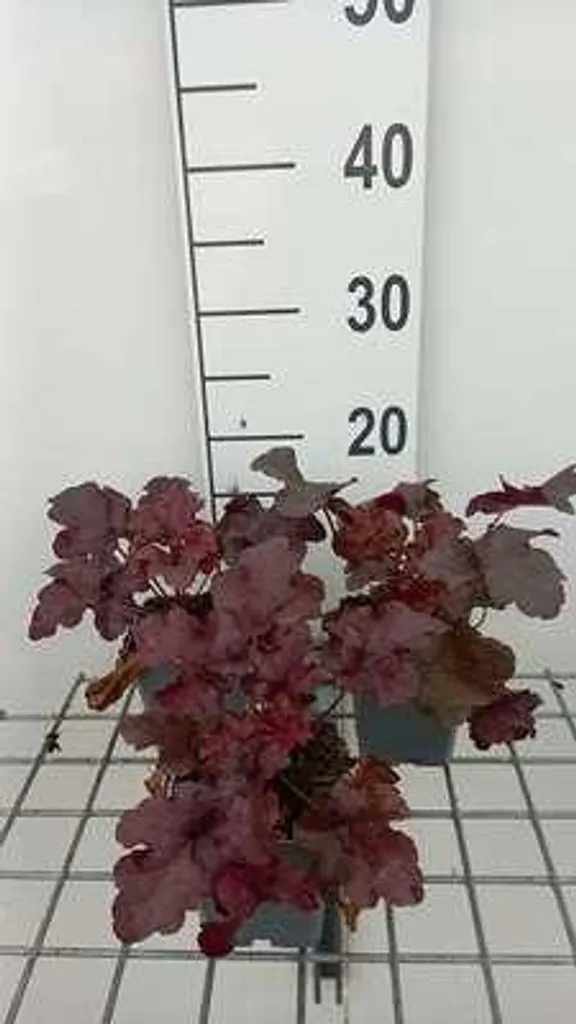 6 Heuchera hybr. 'Red Sea' - Campanules pourpres en pots de 9x9 cm