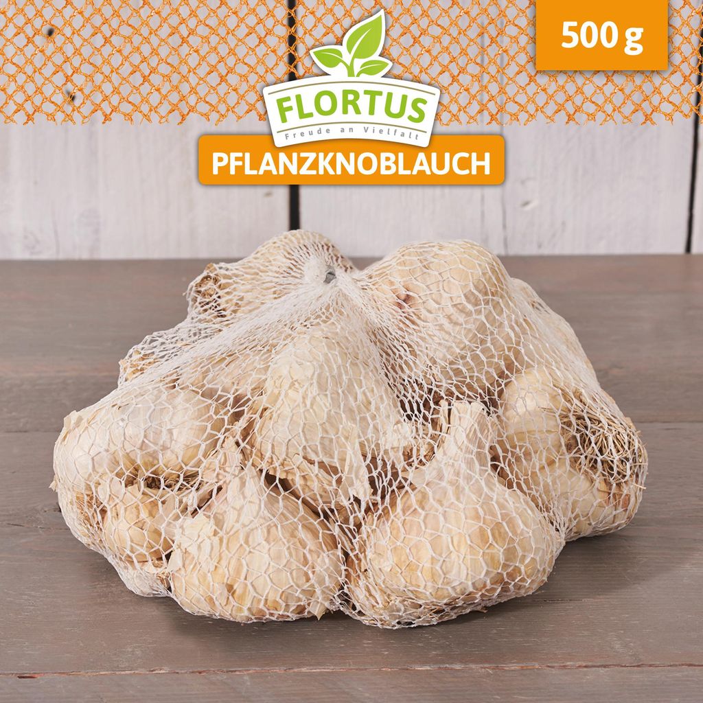 Artikelbild 5 von 'Winterpflanzknoblauch Messidrome' aus der Kategorie Winterpflanzknoblauch
