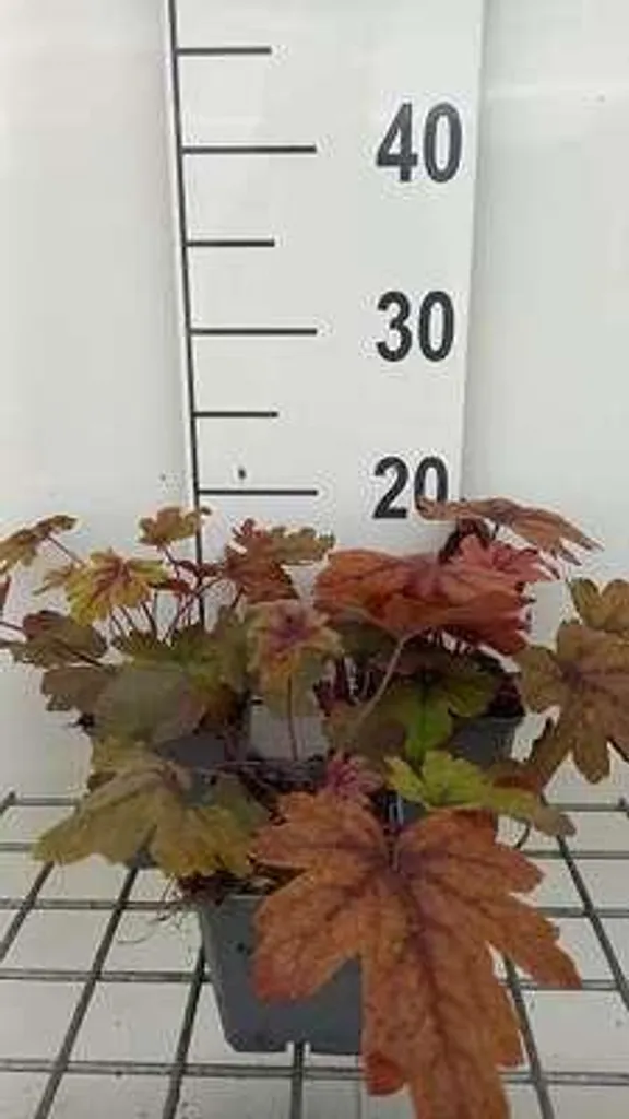 Heucherella Sweet Tea au feuillage persistant orange - 6 fleurs mousse - 2