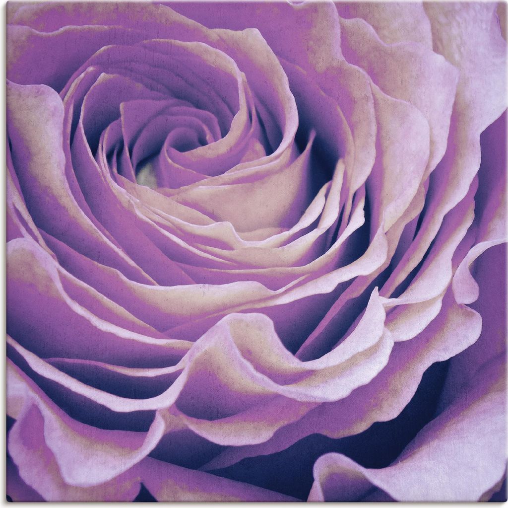 ARTland Leinwandbild Lila Rose Größe: 50x50 cm