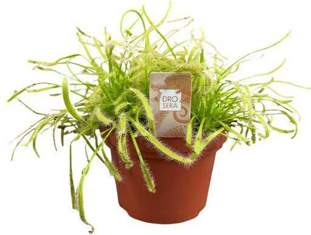 Plante carnivore Drosera capensis Ø 12 cm | Droséra du Cap facile