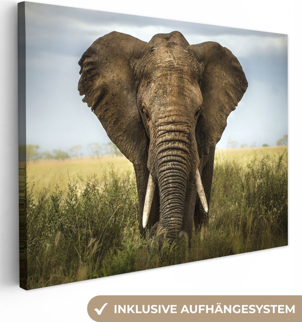 MuchoWow - Leinwandbilder - Elefant - Natur - Gras - Tiere - Landschaft, Wandbild, Wanddeko Bilder Wohnzimmer, 80x60 cm
