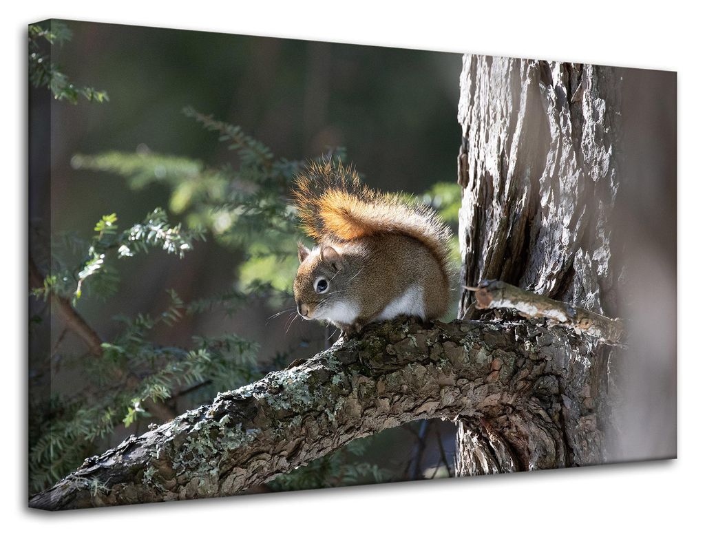 Leinwanddruck Tiere Eichhörnchen 80x50 cm