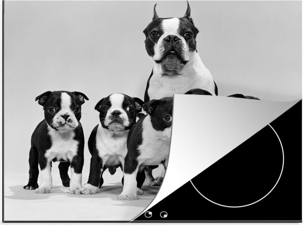 KitchenYeah Herdabdeckplatte Boston Terrier mit Welpen in Schwarz und Weiß , 57x51cm, Küche Deko, Glaskeramikkochfeld Herdabdeckung, Abdeckplat...